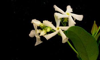 Elements of Time by David Montgomery