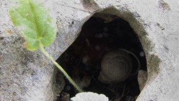 La Storia Di Tich by Diego Pascal Panarello